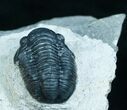 Gerastos Trilobite - FossilEracom Facebook Giveaway #4134-2